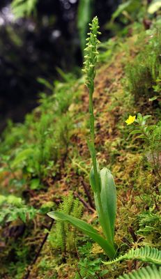Platanthera pollostantha.jpg