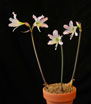 Hippeastrum idimae.jpg