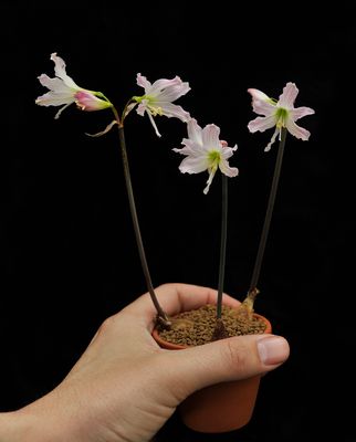 Hippeastrum idimae. with hand.jpg