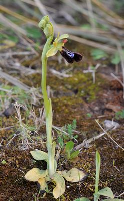 Ophrys balearica x fusca.jpg