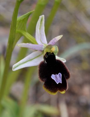 Ophrys balearica. Close-up.jpg