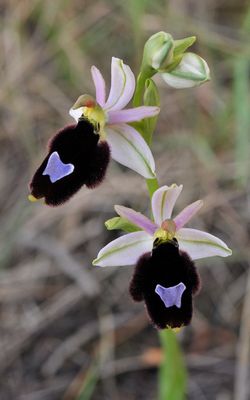 Ophrys balearica. Close-up.2.jpg