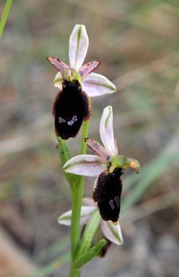 Ophrys balearica. Closer.jpg