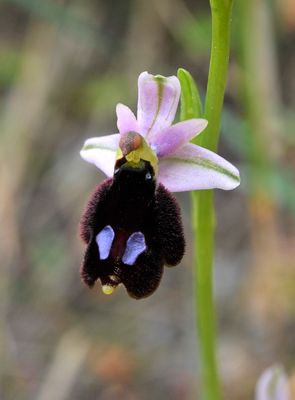 Ophrys balearica. Close-up.3.jpg