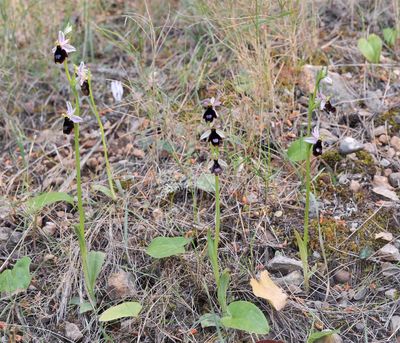 Ophrys balearica.2.jpg