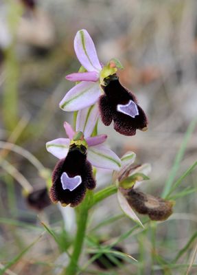 Ophrys balearica. Close-up.4.jpg