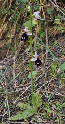 Ophrys balearica.1.jpg