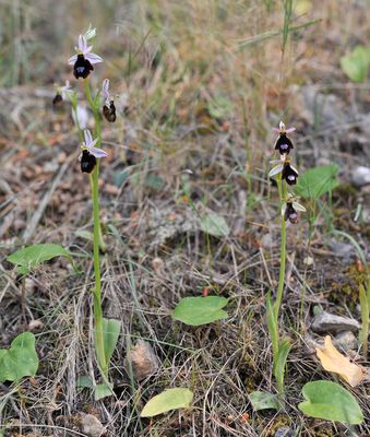 Ophrys balearica