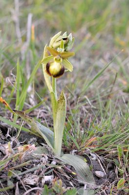 Ophrys sphegodes mutant.jpg