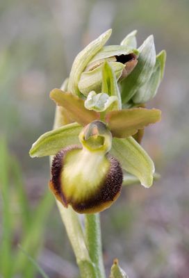 Ophrys sphegodes mutant. Close-up.jpg