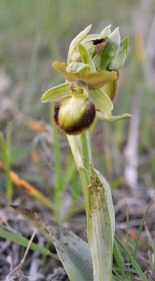 Ophrys sphegodes mutant. Closer.jpg