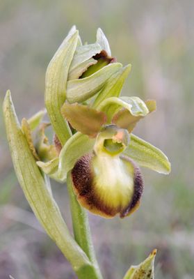 Ophrys sphegodes mutant. Close-up.2.jpg