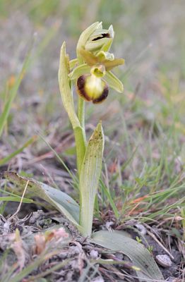 Ophrys sphegodes mutant.3.jpg