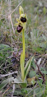 Ophrys sphegodes.2.jpg