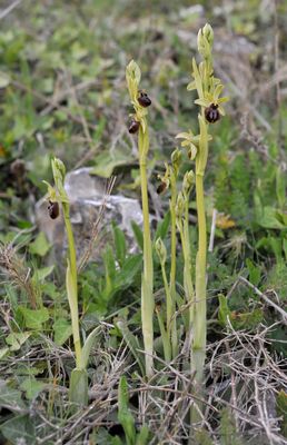 Ophrys sphegodes.4.jpg