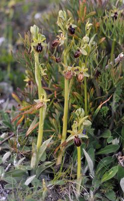 Ophrys sphegodes.5.jpg
