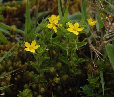 Lysimachia azorica.2.jpg