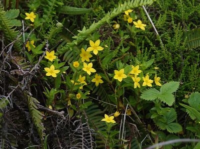 Lysimachia azorica.3.jpg