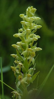Platanthera azorica. Closer.2.jpg