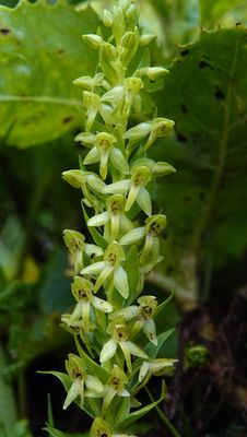 Platanthera azorica. Closer.3.jpg