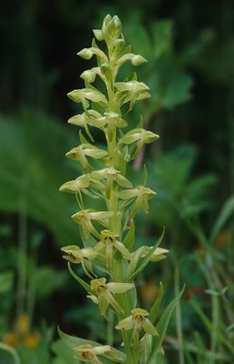 Platanthera azorica. Closer.4.jpg