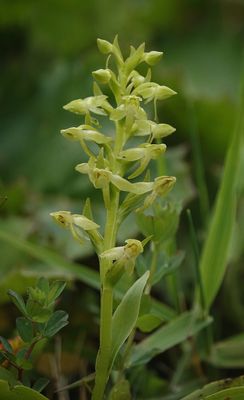 Platanthera azorica. Closer.jpg