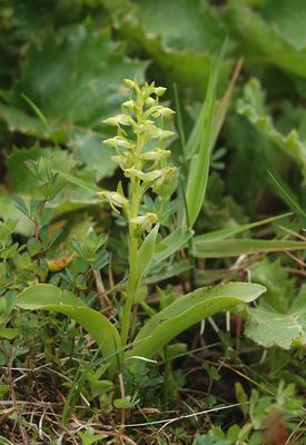 Platanthera azorica.2.jpg