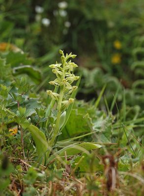 Platanthera azorica.3.jpg