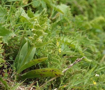 Platanthera azorica.4.jpg