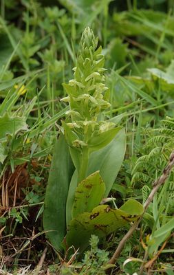 Platanthera azorica.5.jpg