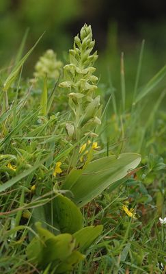 Platanthera azorica.6.jpg