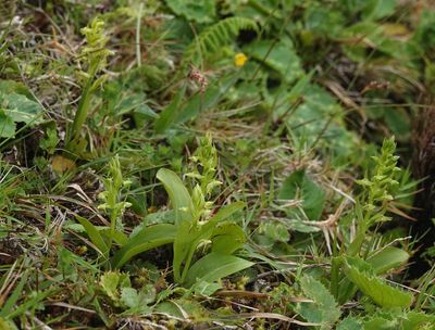 Platanthera azorica.7.jpg