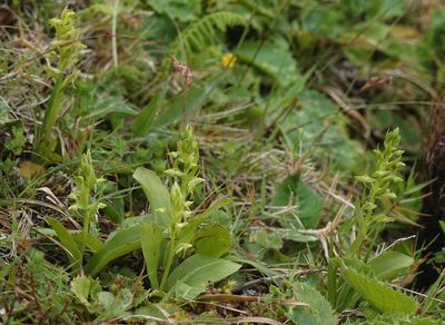 Platanthera azorica.8.jpg