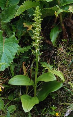 Platanthera azorica.9.jpg
