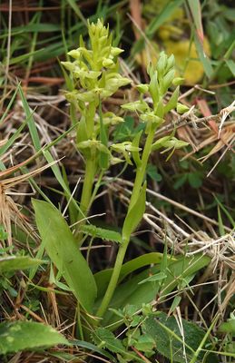 Platanthera azorica.10.jpg
