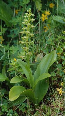 Platanthera azorica.11.jpg