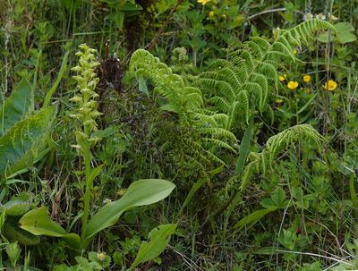 Platanthera azorica.12.jpg