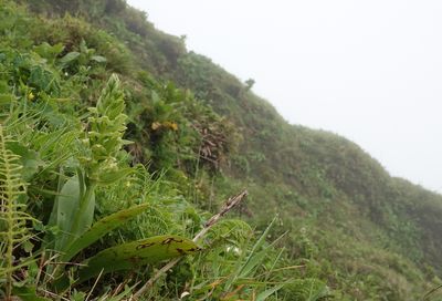 Platanthera azorica.13.jpg