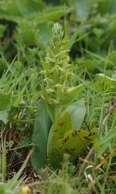 Platanthera azorica.14.jpg