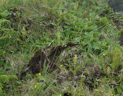 Platanthera azorica.15.jpg
