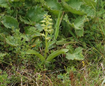 Platanthera azorica.jpg