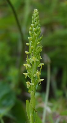 Platanthera pollostantha. Closer.jpg