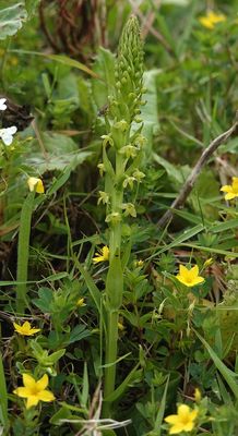 Platanthera pollostantha.jpg