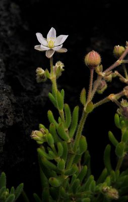 Spergularia azorica. Closer.2.jpg