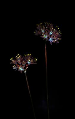 Allium canariense.2. small.jpg