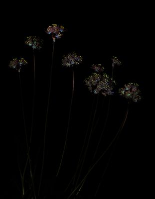 Allium canariense.4 small.jpg