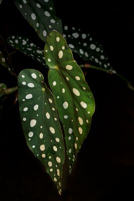 Begonia maculata small.jpg