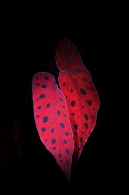 Begonia maculata UV small.jpg