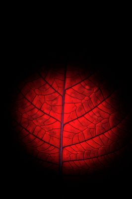 Fittonia gigantea leaf. small.jpg