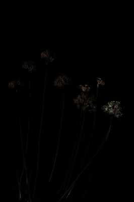 small Allium canariense.b.jpg